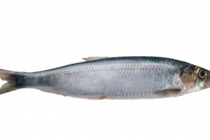 Hering